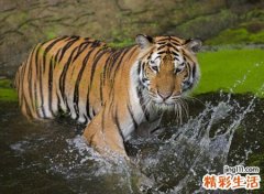 梦见老虎是什么预兆，为什么说见虎容易梦虎难