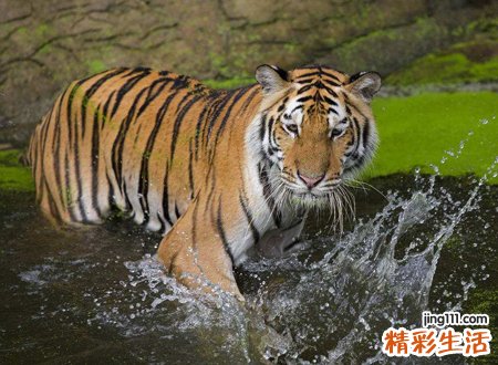梦见老虎是什么预兆，为什么说见虎容易梦虎难