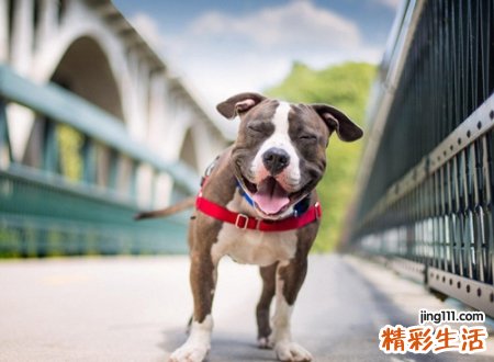 梦见被狗咬，女人梦见狗把手咬破了