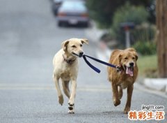 梦见狗追我吓得我到处跑，女人梦见狗紧追不放
