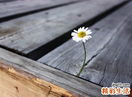 文艺情深人气超高的经典网名，有诗意的迷人感性昵称