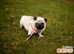 梦见狗追着咬我是什么意思，女人梦见被狗追吓得到处跑