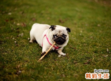 梦见狗追着咬我是什么意思，女人梦见被狗追吓得到处跑