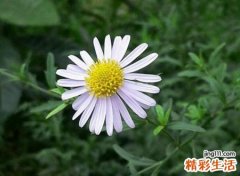 梦到活着的妈妈去世了，女儿梦见母亲去世征兆