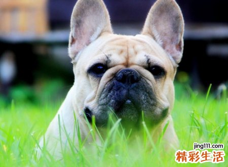 梦到被狗咬，男人梦见狗追咬是吉兆吗