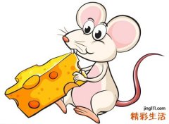 梦到老鼠是什么意思，女人梦见成群的老鼠