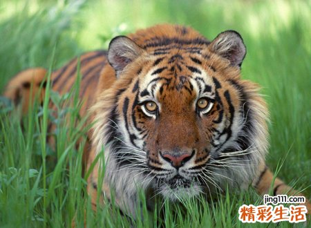 梦见老虎后真的好运吗，女人梦见老虎的好处