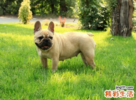 做梦被狗咬，女人梦见狗追咬是吉兆吗