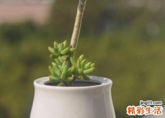 梦见太平间还看到奇形怪状的死人