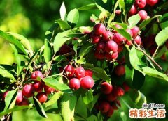 梦见硕果累累到处是丰收的景象