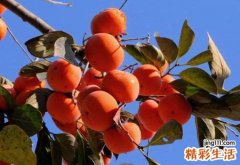 梦见很多柿子一筐一筐的排在一起待售