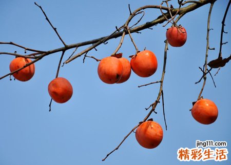 梦见柿子挂满柿子树枝头好漂亮