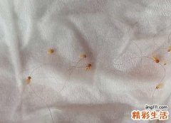 梦见亲手掐死虱子意味着会发财致富吗