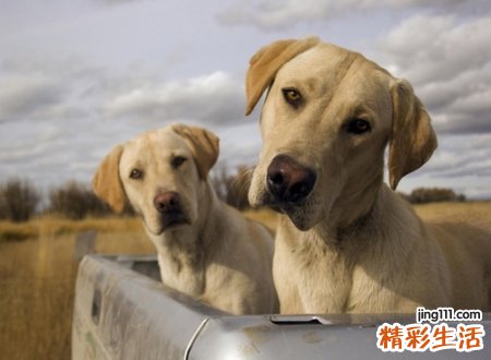 梦见自己被别人家狗咬，做梦梦到让狗咬是什么意思