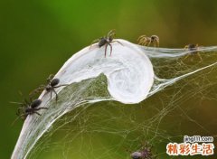 梦见蜘蛛，做梦梦到到处都是蜘蛛好吗