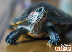 梦见乌龟是什么意思，男人梦见乌龟在水里爬来爬去