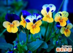 四个字的网名，好听又吸引人微信名字