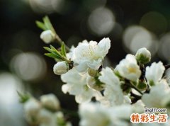 梦见以前单位去世已故的老同事