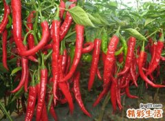 梦见满树的红辣椒红彤彤的好漂亮