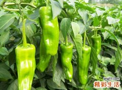 女人梦见好多大青辣椒香辣可口