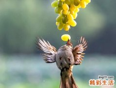 孕妇梦见吃葡萄酸甜可口可好吃了
