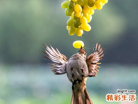 孕妇梦见吃葡萄酸甜可口可好吃了