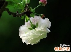 江湖上简单时尚的微信网名，有内涵的昵称蒲公英没有秋天