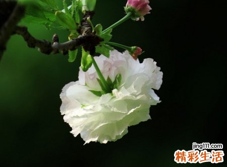 江湖上简单时尚的微信网名，有内涵的昵称蒲公英没有秋天