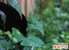 唯美有韵味的超美古风名字，自带仙气的意境网名