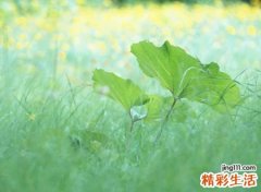 独一无二吸引人的魅力昵称，唯美森系网名简单有气质