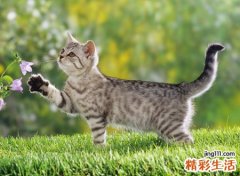 做梦梦到猫是什么意思，女人梦见很多猫是什么预兆