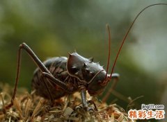 梦到被虫子吓到预示着什么，女人梦见虫子什么预兆