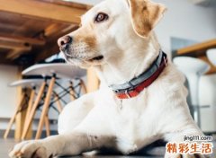 最好听的qq名字，时尚界奶凶奶凶可爱网名