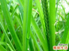 惬意悠闲的唯美网名，恬静低调有吸引力的小时光昵称