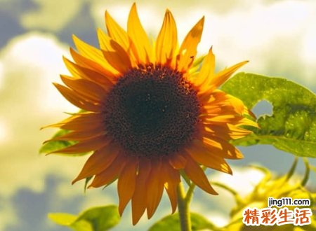 治愈系独一无二的微信昵称，安然若素最浪漫的暖心网名