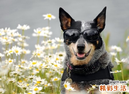 做梦梦到狗咬手什么意思，女人梦见狗咬手没出血