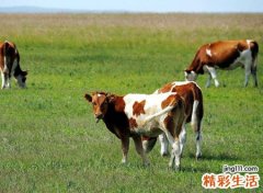 梦见牛什么意思，已婚女人梦见牛追自己