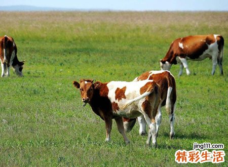 梦见牛什么意思，已婚女人梦见牛追自己