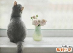 梦见猫是什么意思，女人梦见猫好不好