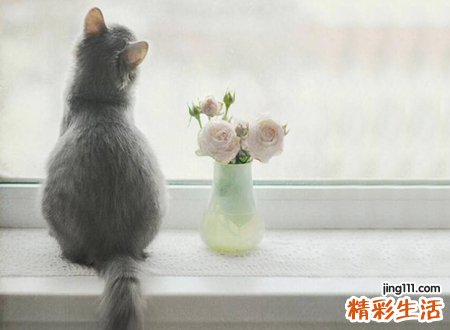 梦见猫是什么意思，女人梦见猫好不好