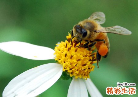 梦见蜜蜂成群满天飞好漂亮好壮观