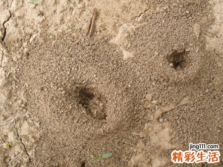 梦见自己用水灌蚂蚁窝好多蚂蚁爬出来