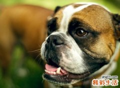 梦见狗很凶但是没咬到，做梦狗追咬是什么意思