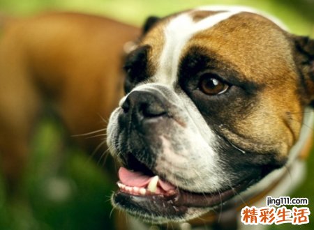 梦见狗很凶但是没咬到，做梦狗追咬是什么意思