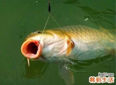 梦见水里游着好多大鱼，做梦梦到鱼是什么意思