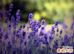 写尽人间离别之苦的伤感昵称，抑郁网名渴望渴求怜悯