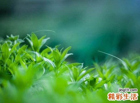 悲伤骄傲略显凄凉的伤感网名，微信昵称最容易招桃花运