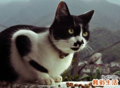做梦梦见猫，梦到猫生小猫是什么预兆