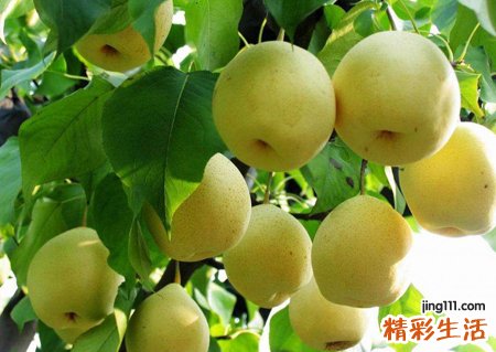 女人梦见梨树结满了梨好漂亮呀