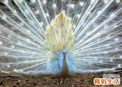 梦见金色孔雀开屏真的是太美啦